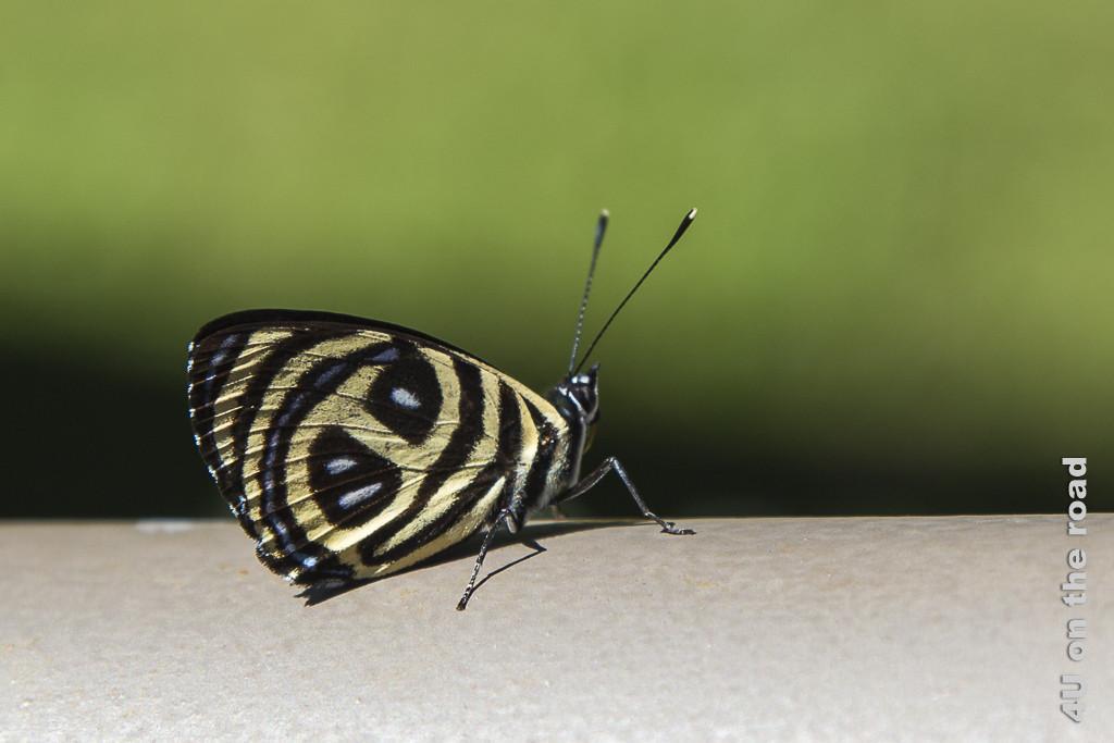 Bild Schmetterling - Salto Encantado - Provinz Misiones. nahaufnahme eines Schmetterlings, der auf einer Metalloberfläche sitzt. Die Flügel sind schwarz mit breiten weiss-gelblichen Streifen und blauen Flecken dazwischen.