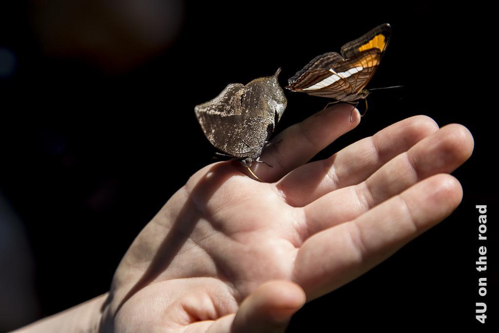 Bild Schmetterling am Salto Encantado - Provinz Misiones. Zwei Schmetterlinge haben sich auf der Hand einer unserer Töchter niedergelassen.