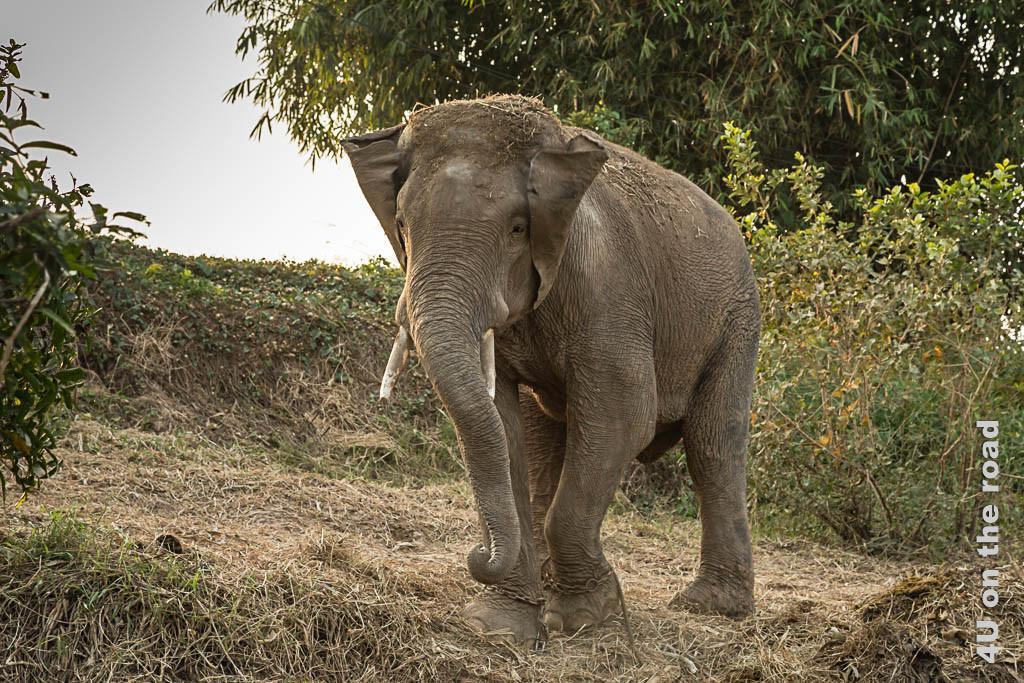 Bild Der Elefant mit wedelnden Ohren, Ayutthaya