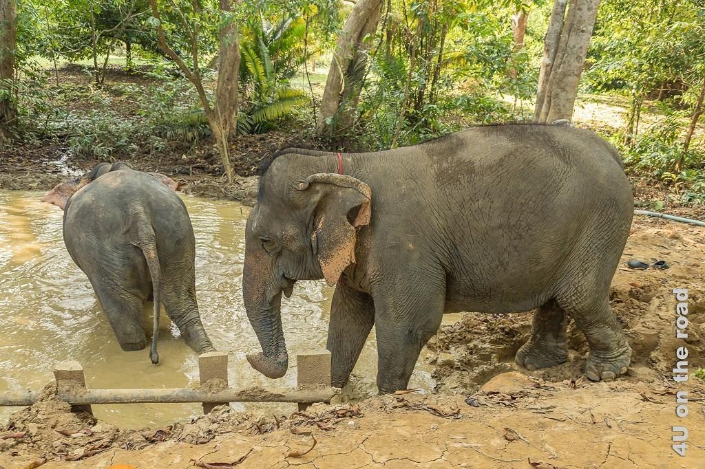 Bild Hier findet das Wellness-Programm für Elefanten statt. Im Bild sieht man wie die Elefanten in das Schlammbad einsteigenden Elefanten.