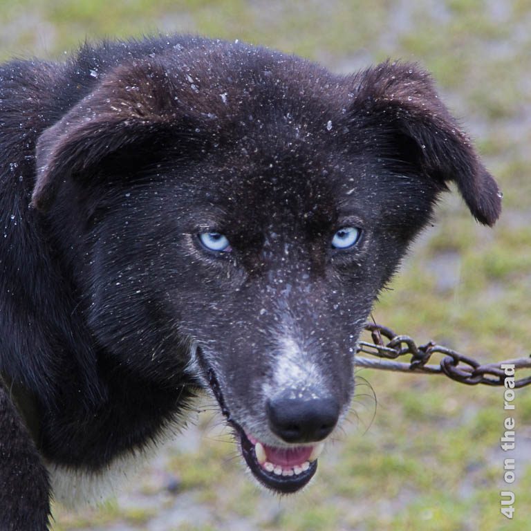 Bild 4 Husky Portrait, Husky mit blauen Augen und braunem Fell voller Wassertropfen