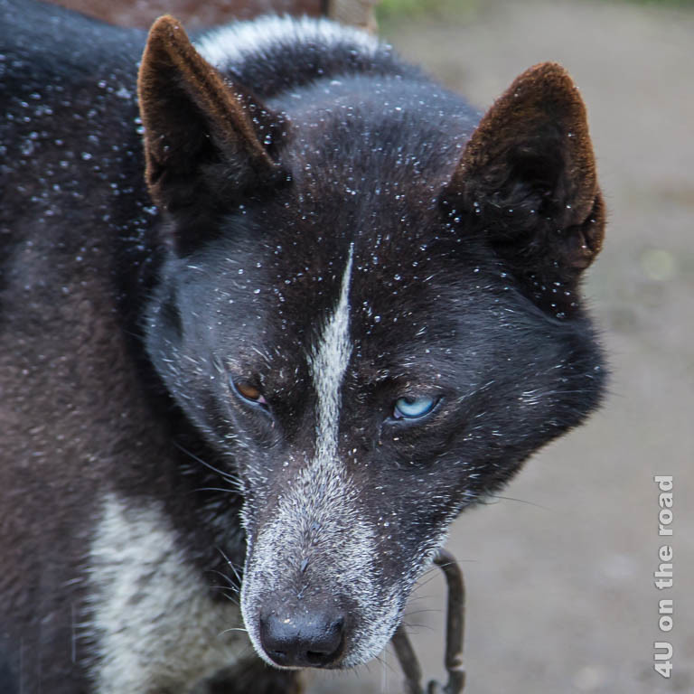 Ein Husky mit einem braunem und einem blauen Auge, graue Schnauze mit grauem Strich zwischen den Augen und braunem Fell mit grauen Haaren.