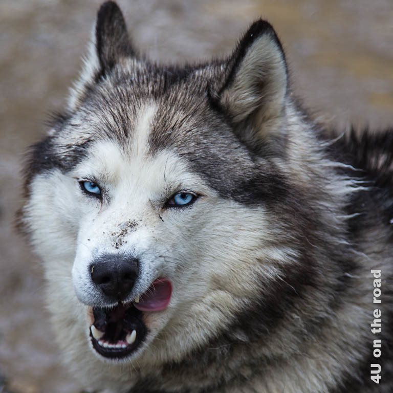 Ausserhalb von Ushuaia werden Huskys auf Feuerland gezüchtet. Dieser hat blaue Augen und beige und braunes Fell.