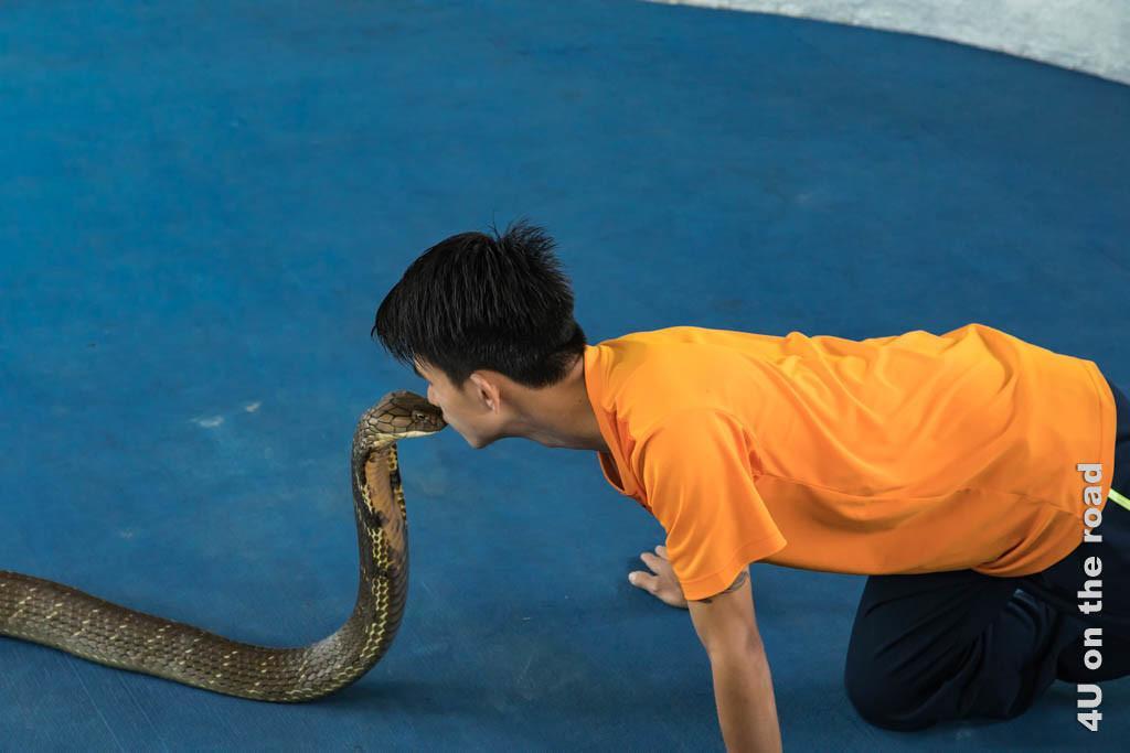Bild Kuss der Königskobra - Ao Nang Schlangenfarm