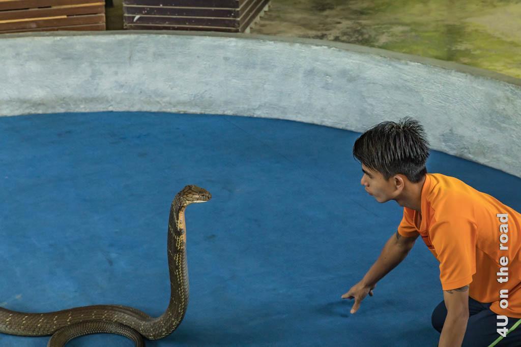 Bild Königskobra und Schlangenbändiger - Ao Nang Schlangenfarm