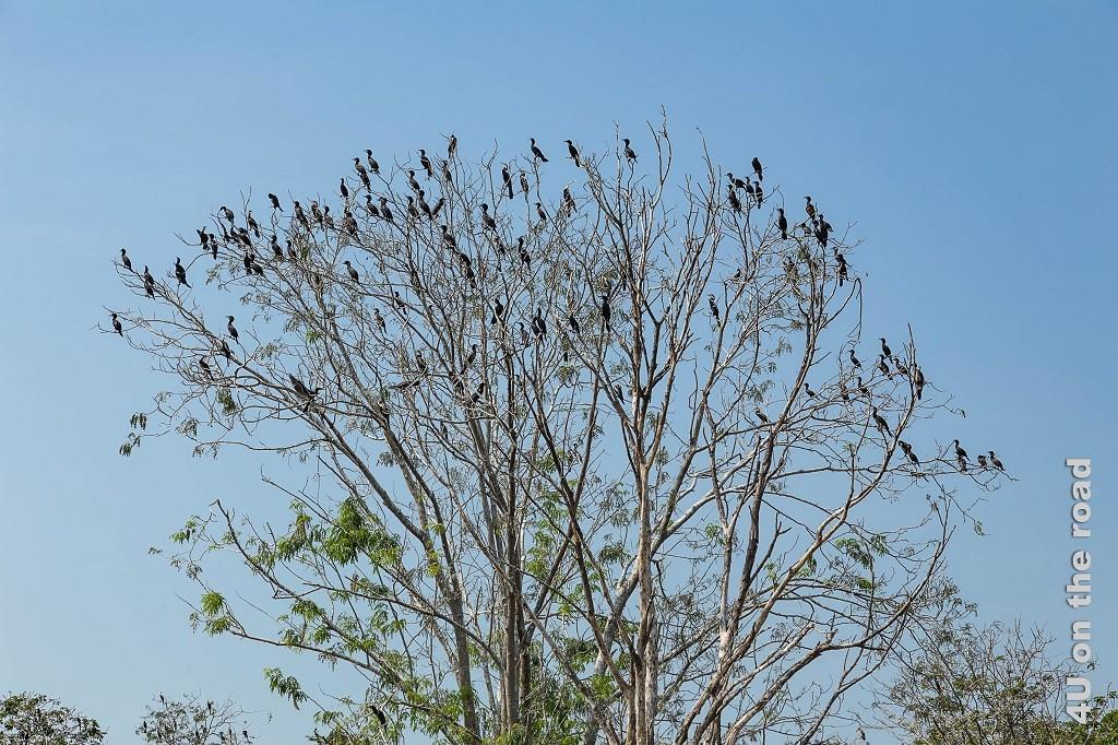 Bild Baum vollbesetzt mit Vögeln (Kormoran)