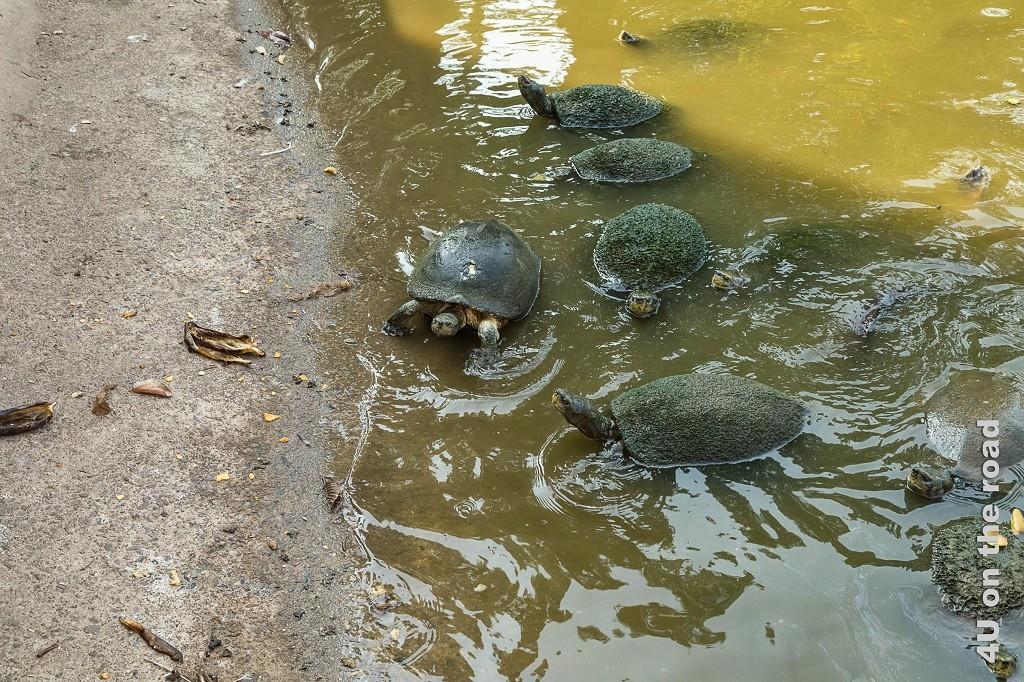 Bild Wasserschildkröten warten auf Fütterung mit Bananenstücken
