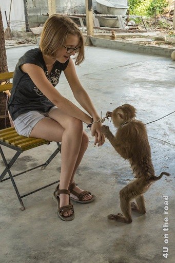 Bild Der Affe beim Knotenlösen - Ao Nang Schlangenfarm, der Affe knotet einen Mehrfachknoten bei der gefesselten Tochter auf