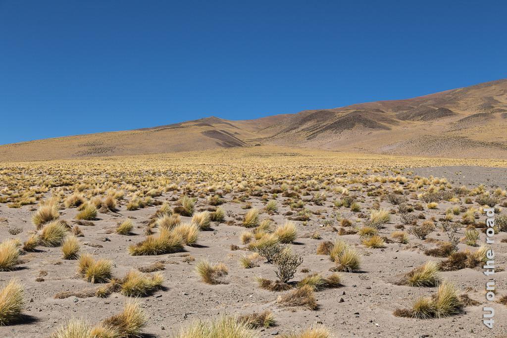 Bild Entlang des Weges nach San Pedro de Atacama - nadelspitzes Gras wächst auf einer Hochebene, das Bild zeigt die einzelnen Grasbüschel vor einem hügeligen Hintergrund