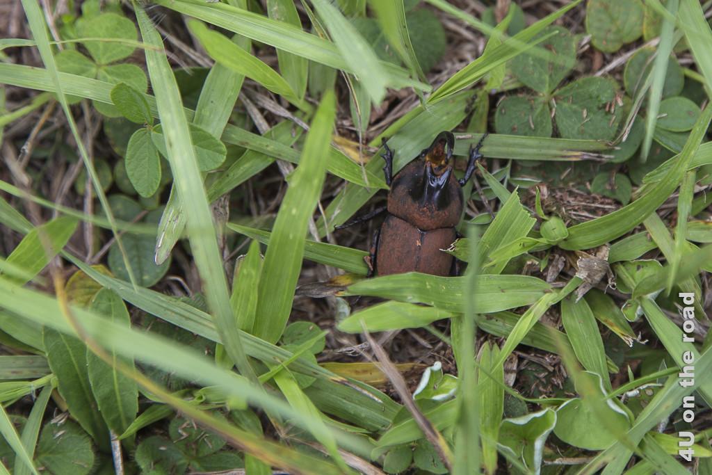 Bild Mission Santa Ana - Käfer - Provinz Misiones. Grosser Käfer im Gras. Er hat einen erdbraunen Rücken, ein Horn mit 2 Spitzen auf dem vorderen Rücken, sowie ein nach oben und hinten gekrümmtes grosses Horn das zwischen den Augen seinen Ursprung hat.
