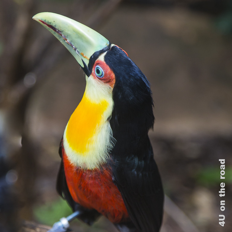 Kleinerer Tukan mit grünem Schnabel und einem grossen gelben Fleck und orangem Bauch im Vogelpark bei den Iguazu Fällen