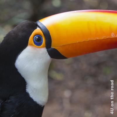Bild Iguazu, Brasilianische Seite, Parque des Aves - Tukan c; orangefarbener Schnabel blauer Augapfel, orangefarbener Ringum das Auge, weisses Halsgefieder, Rücken schwarz