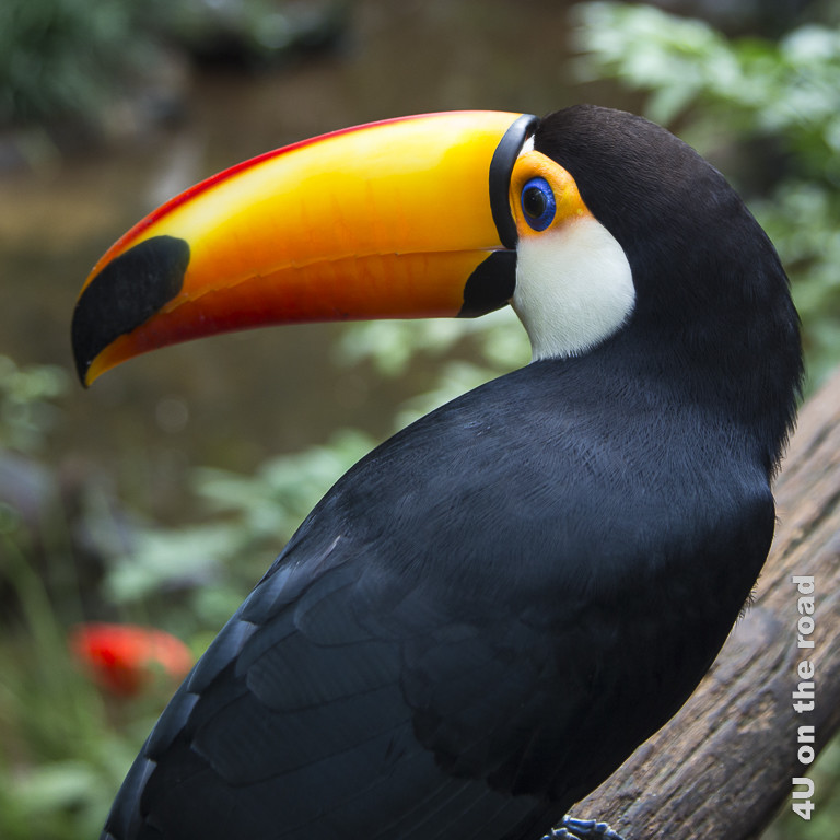 Dieser Tukan lässt seinen Schnabel im Profil ablichten, sodass man den schwarzen Fleck an der Spitze sieht - Parque das Aves bei den Iguazu Wasserfällen in Brasilien
