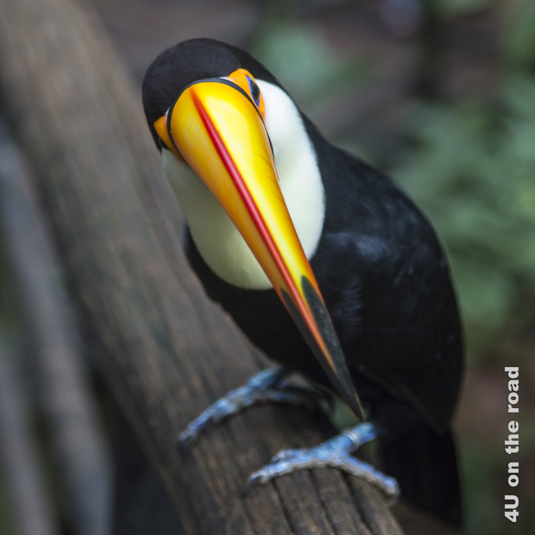 Blick auf die rote Linie des langen Schnabels dieses Tukans im Vogelpark bei den Iguazu Wasserfällen in Brasilien