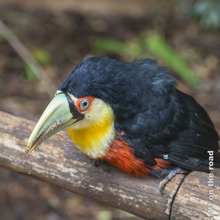 Kleinerer Tukan mit grünem Schnabel und oranger Augenumrandung im Vogelpark bei Foz de Iguaçu in Brasilien