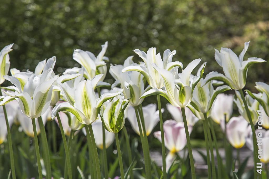 Bild Ballett im Frühling, Botanischer Garten New York, zeigt lilienblütige, geöffnete Tulpen in weiss mit grün auf grünen Stengeln.