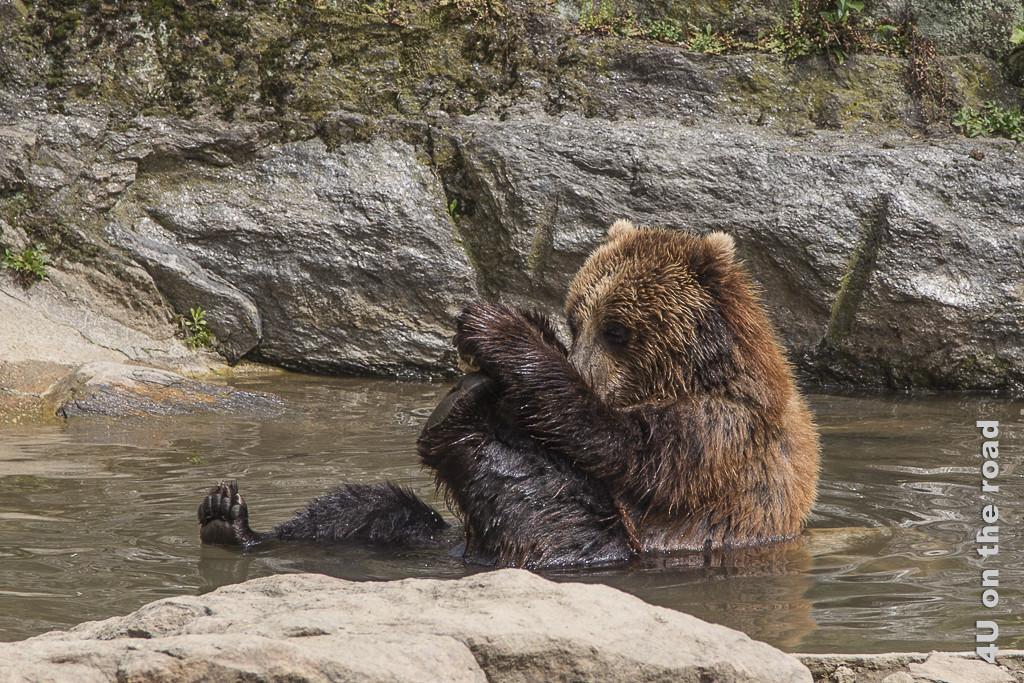 Bild Bär beim Bad im Bronx Zoo, zeigt einen jungen Bären in einem Felspool, der im Wasser sitzt. Ein Bein ausgestreckt, so dass man die Krallen des Fusses sieht. Ein Bein hält er in beiden Händen, so dass man die Fuss-Sohle sieht.