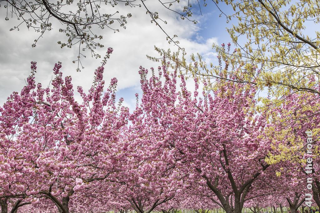 Ein Traum in Rosa - blühende Kirschbäume im Central Park