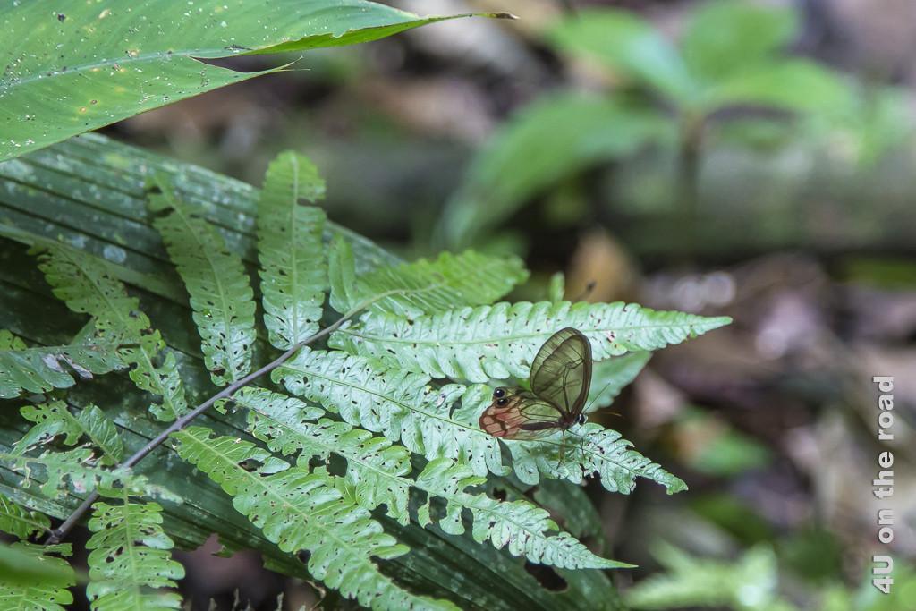 Bild Glasflügler im Dschungel von Selva Bananita zeigt Schmetterling mit durchsichtigen Flügeln auf Farnblatt