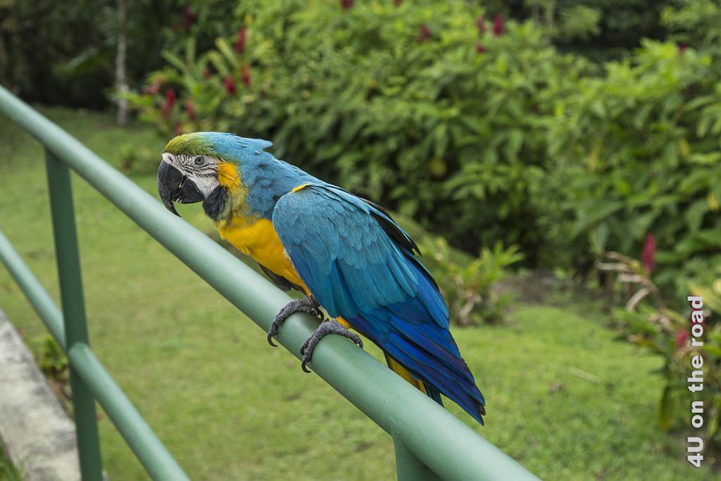 Bild Bettelnder Papagei im Hanging Bridges Park, zeigt einen gelb-blauen Ara auf einem grünen Geländer sitzend