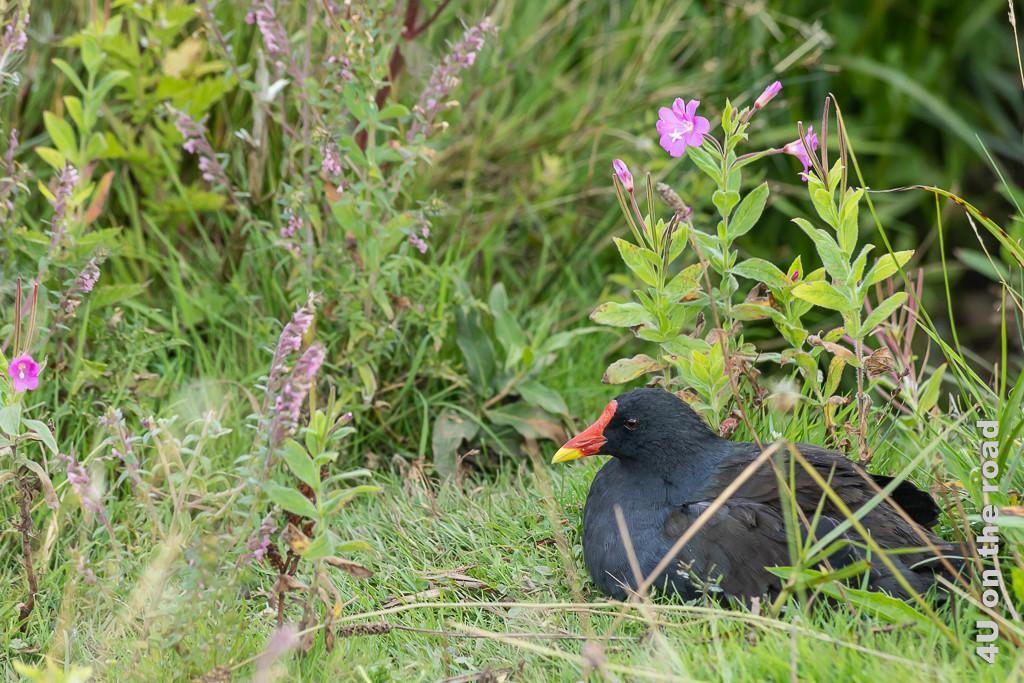 Bild Vogel umgeben von rosa Blüten, Castle Espie zeigt einen schwarzen Vogel, der aufgeplustert im Gras sitzt. Er hat einen auffällig rot-gelben Schnabel und steht damit stark im Kontrast zur Umgebung in Grün und Rosa.