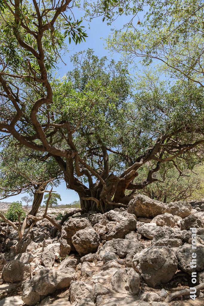 Bild Beeindruckender Baum zeigt einen Baum mit scheinbar vielen Stämmen aus denen die dicken Äste wachsen. Im Vordergrund Felsen