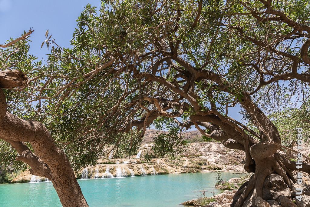Bild Grosser Baum mit lustigem Stamm zeigt im Vordergrund einen über das türkisfarbene Wasser hängenden Baum, dessen Stamm verdreht ist und wie eine Backenzahnwurzel über einen Stein wächst.