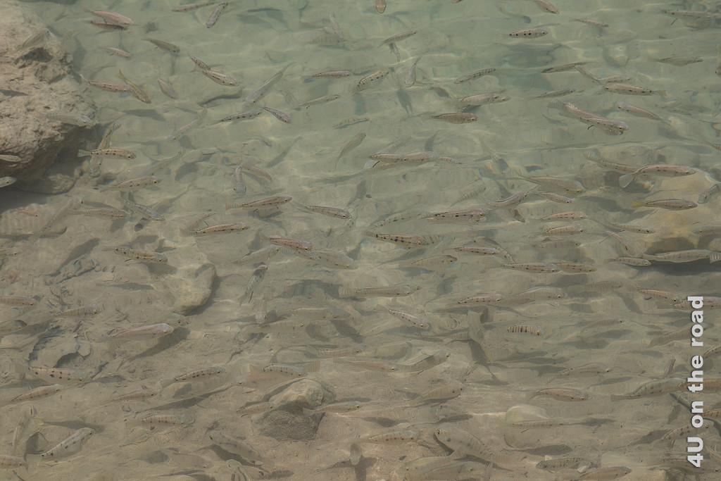 Bild Fische im Wasser zeigt das glasklare Wasser mit einem Schwarm von fast durchsichtigen Fischen mit schwarzen Flecken