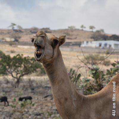 Kamel Portrait - meckernder Gesichtsausdruck, Maul noch weiter geöffnet, Nase hochgezogen, Zähne gezeigt, Unterlippe hängend
