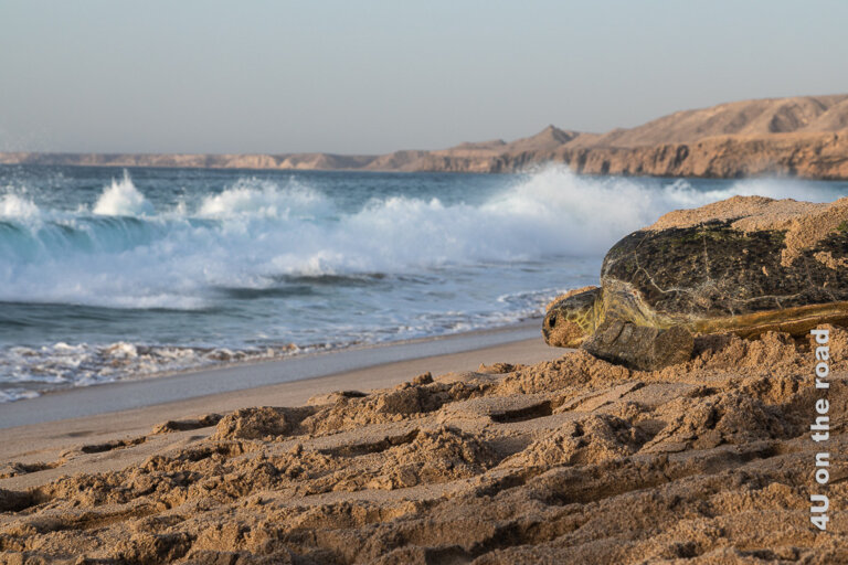 Die grünen Meeresschildkröten von Ras al Jinz, dem Turtle Beach im Oman