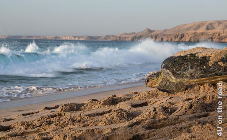 Bild Schildkröte auf dem Rückweg zum Meer zeigt eine Schildkröte auf den letzten Metern hinunter zum Meer. Im Meer bricht sich gerade eine grosse Welle. Im Hintergrund sieht man die Felsküste.
