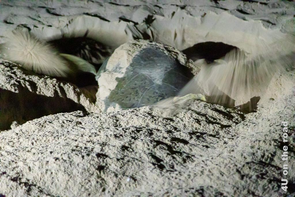 Ras al Jinz - Schildkröte beim Nestbau. Bild zeigt wie die Schildröte mit beiden Vorderpaddeln gräbt.