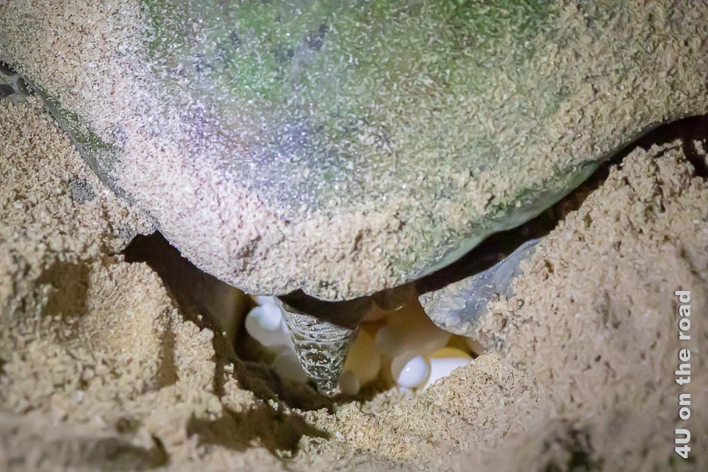 Ras al Jinz - Eiablage der grünen Meeresschildkröte. Bild zeigt die Schildkröte über ihrem Gelege mit den Eiern.