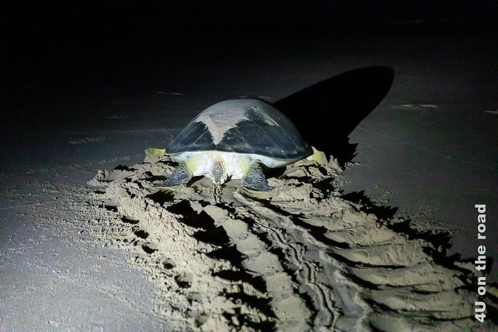 Ras al Jinz - Schildkröte auf dem Rückweg ins Wasser. Bild zeigt die Spuren im nassen Sand, die aussehen wie von einem Kettenfahrzeug und die Schildkröte, die sich eilig zum Wasser schiebt.