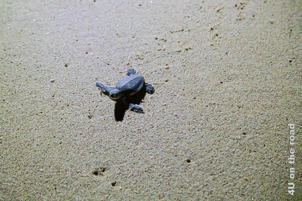 Ras al Jinz - Baby Schildkröte auf dem Weg ins Wasser. Bild zeigt die Babyschildkröte im nassen Sand.