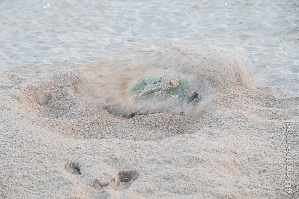 Ras al Jinz - Die Sonne ist aufgegangen, jetzt heisst es sich beeilen. Bild zeigt eine Schildkröte im fliegenden Sand.