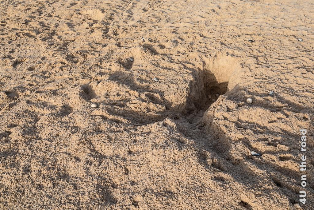 Ras al Jinz - Von einem Fuchs geräubertes Schildkrötennest. Bild zeigt ein aufgegrabenes Nest. Eier und tote Schildkrötenbabies liegen im Sand.