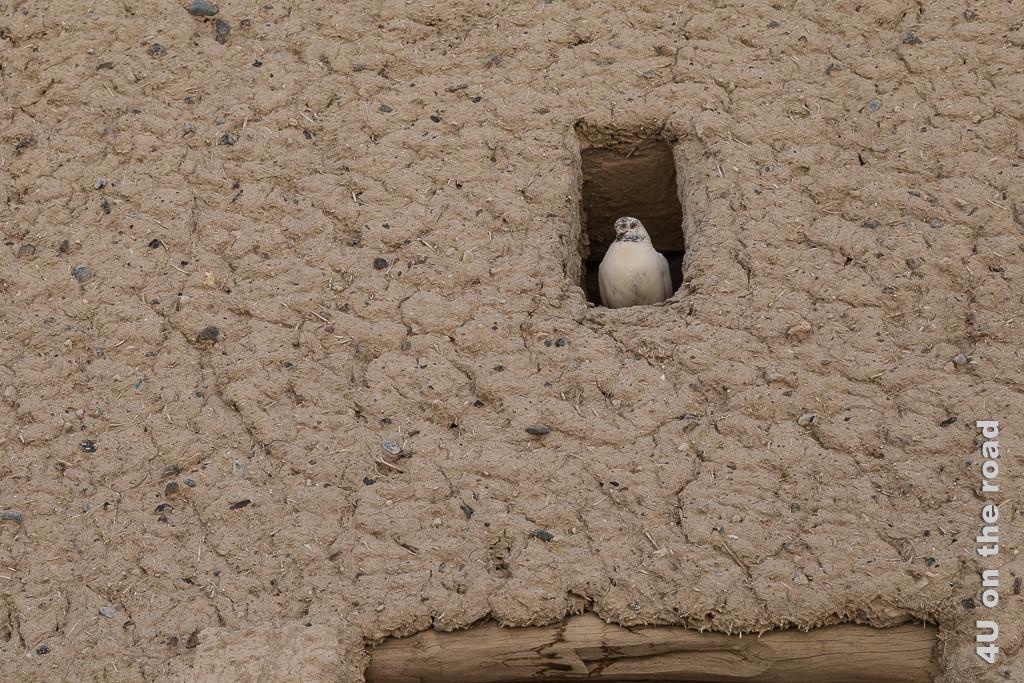Bahla Fort - Hier sieht man schön den Putz aus Lehm mit Steinchen und Stroh. Eine weisse Taube geniesst die Aussicht von einer Öffnung in der Mauer aus.
