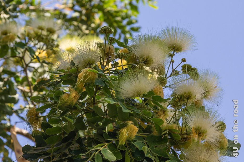 Baumblüten im Riyam Park, Muscat - Die Blätter des hohen Baumes weisen Ähnlichkeit mit Blättern der Robinie auf, die Blüten sind in Doldenform. Aufgeblüht bekommen sie viele Haare und erinnern an einen breiten fächerförmigen Pinsel
