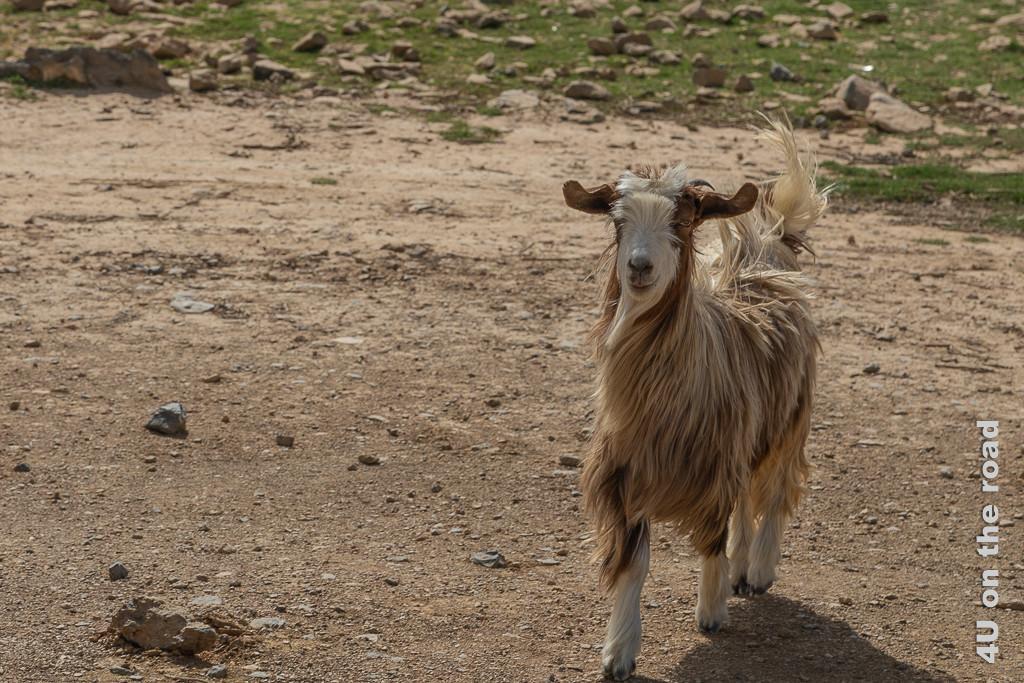 Ziege mit langem Fell und aufgestelltem Schwanz am ersten Aussichtspunkt auf den Grand Canyon des Oman am Jebel Shams.