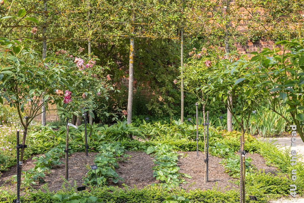 Formaler Garten - Erdbeeren und Rosenbäume umzäunt von hochstämmigem Spalierobst in den Alnwick Gardens
