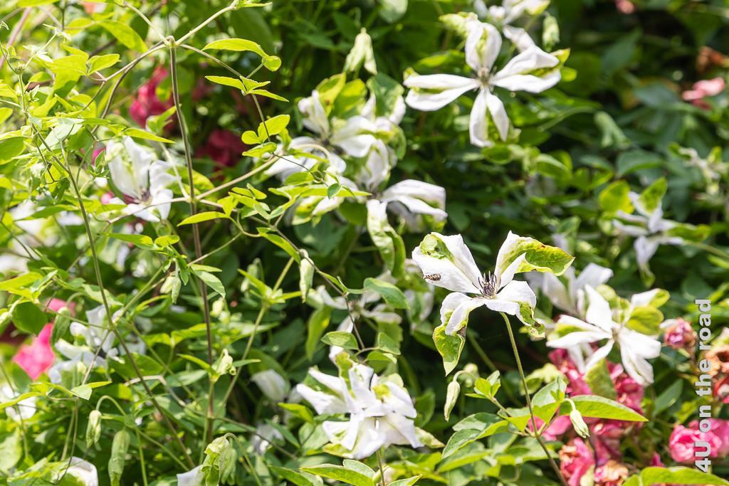 Alnwick Gardens - Rosengarten, Clematis mit Scheinblüte. Die Blütenbläter sind weiss und an den Enden noch grün in Blattfarbe.