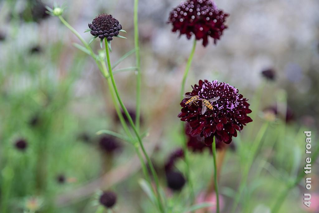 Auf dunkelroten Scabiosen tummeln sich Schlupfwespen im Garten des Falkland Palace. Besonders sind die weissen Pünktchen auf den Blüten.