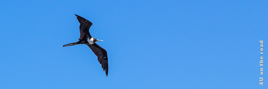 Fliegender Fregattvogel zur Illustration der Anreise nach Ecuador
