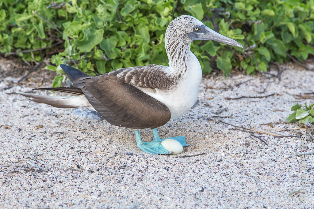 Weisses Ei zwischen den blauen Füssen eines Blaufusstölpels, Tiere auf den Galápagos Inseln - Vögel