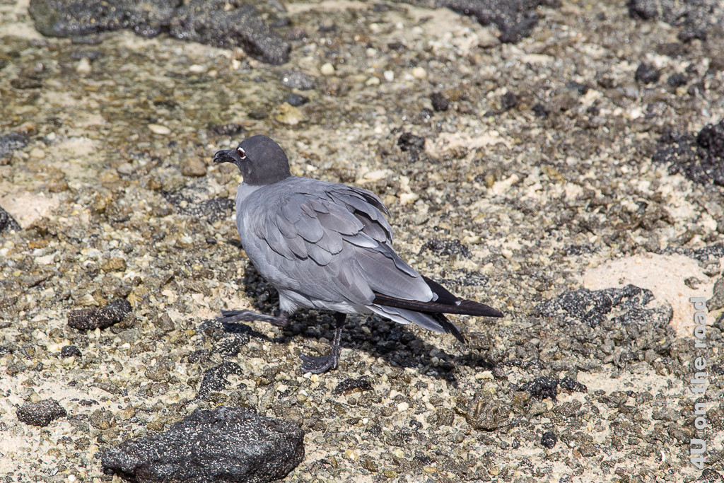Die Lavamöve ist von Kopf bis Fuss grau und hat einen weissen Ring um die Augen - Vögel auf Galápagos