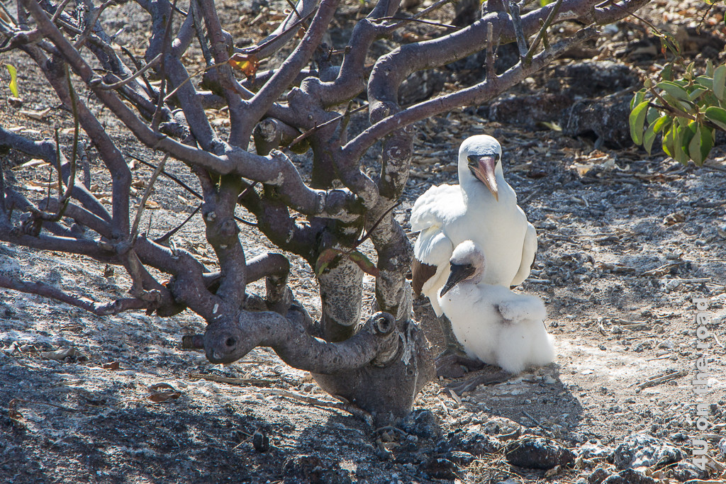 Im Schatten - Nazcatölpel mit Jungem, Tiere auf den Galápagos Inseln - Vögel