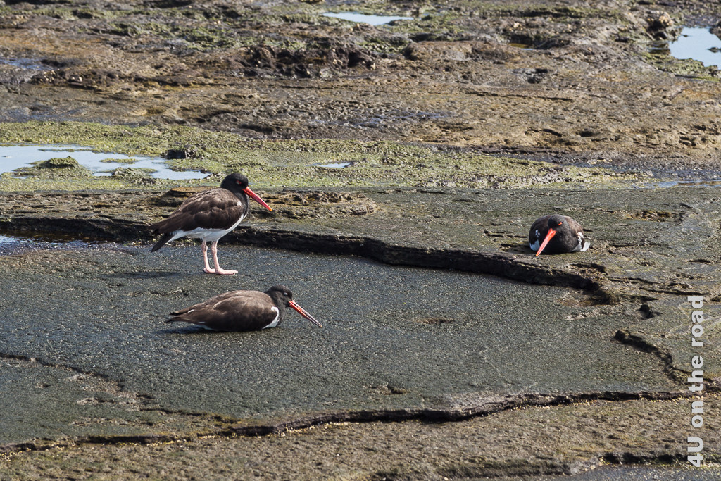 Drei Braunmantel Oyster Catcher Vögel mit ihren langen roten Schnäbeln ruhen sich auf einem Felsen auf Galápagos aus
