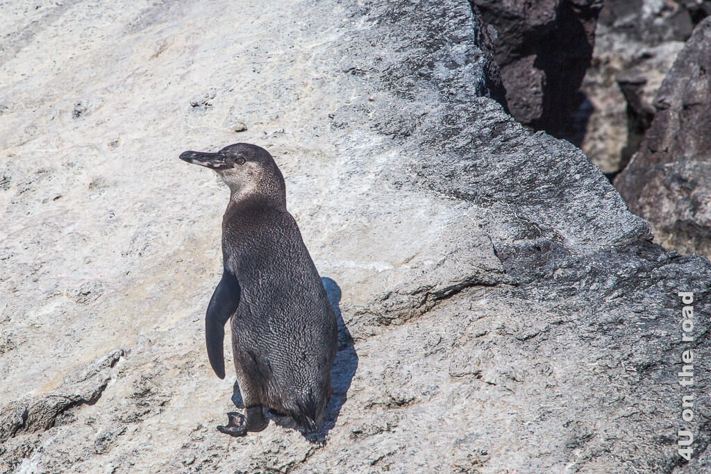 Die Pinguine sind eher von kleiner Statur. Diese Tiere haben wir nicht so oft auf Galápagos gesehen.