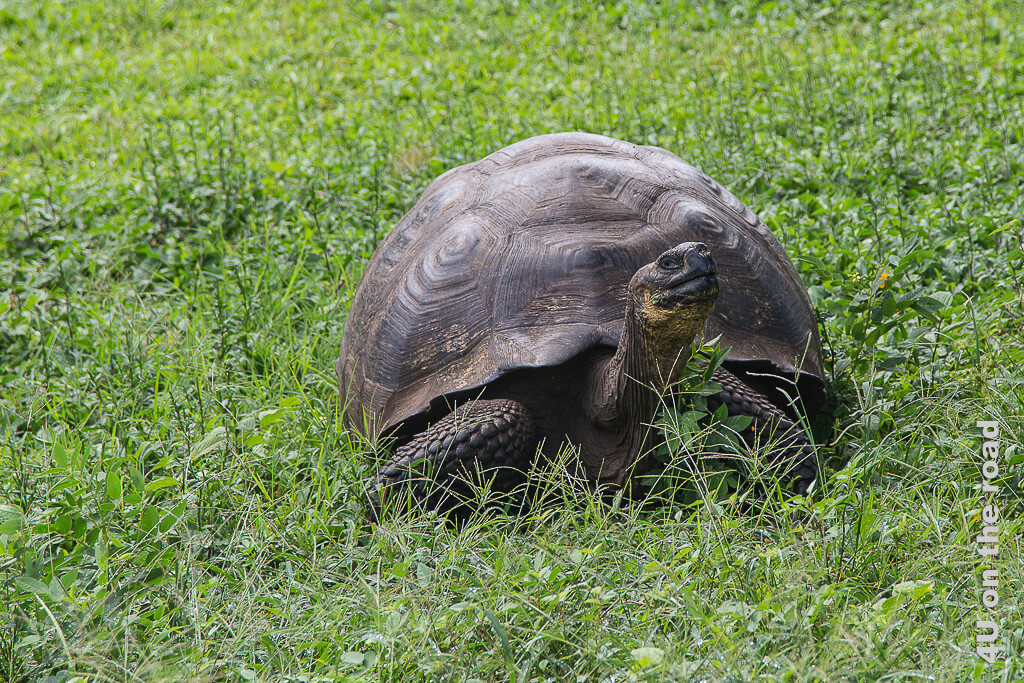 Diese Riesenschildkröte im Gras mit ausgestrecktem Hals faucht uns an als wir ihren Weg kreuzen - Tiere Galápagos